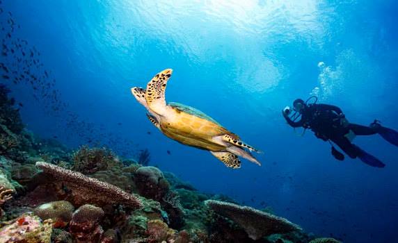 Manors Vernazza Manors Vernazza